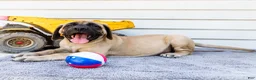 English Mastiff dogs for sale: Miles - Ad 9