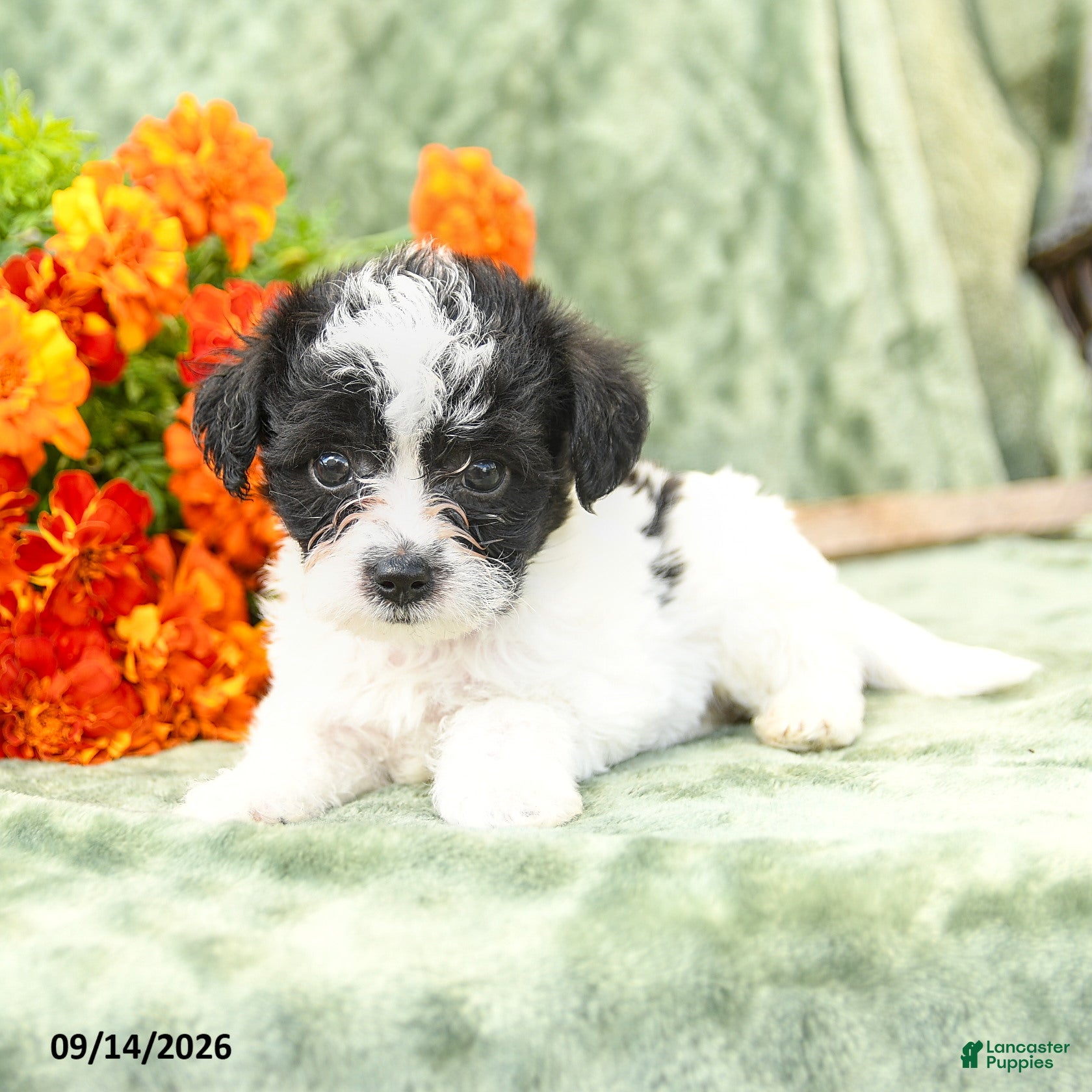 Yochon dogs Cameron - Ad 2