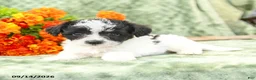 Yochon dogs for sale: Cameron - Ad 2