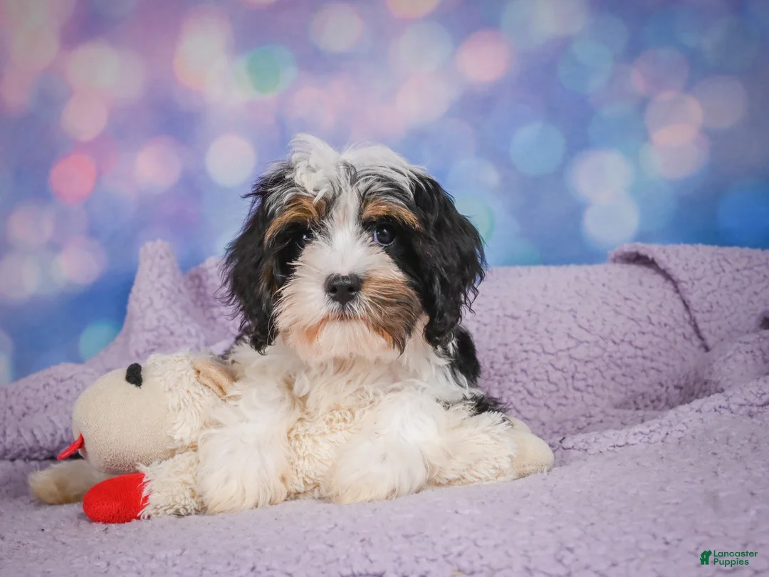 Cavapoo dogs for sale: Duke - Ad 17