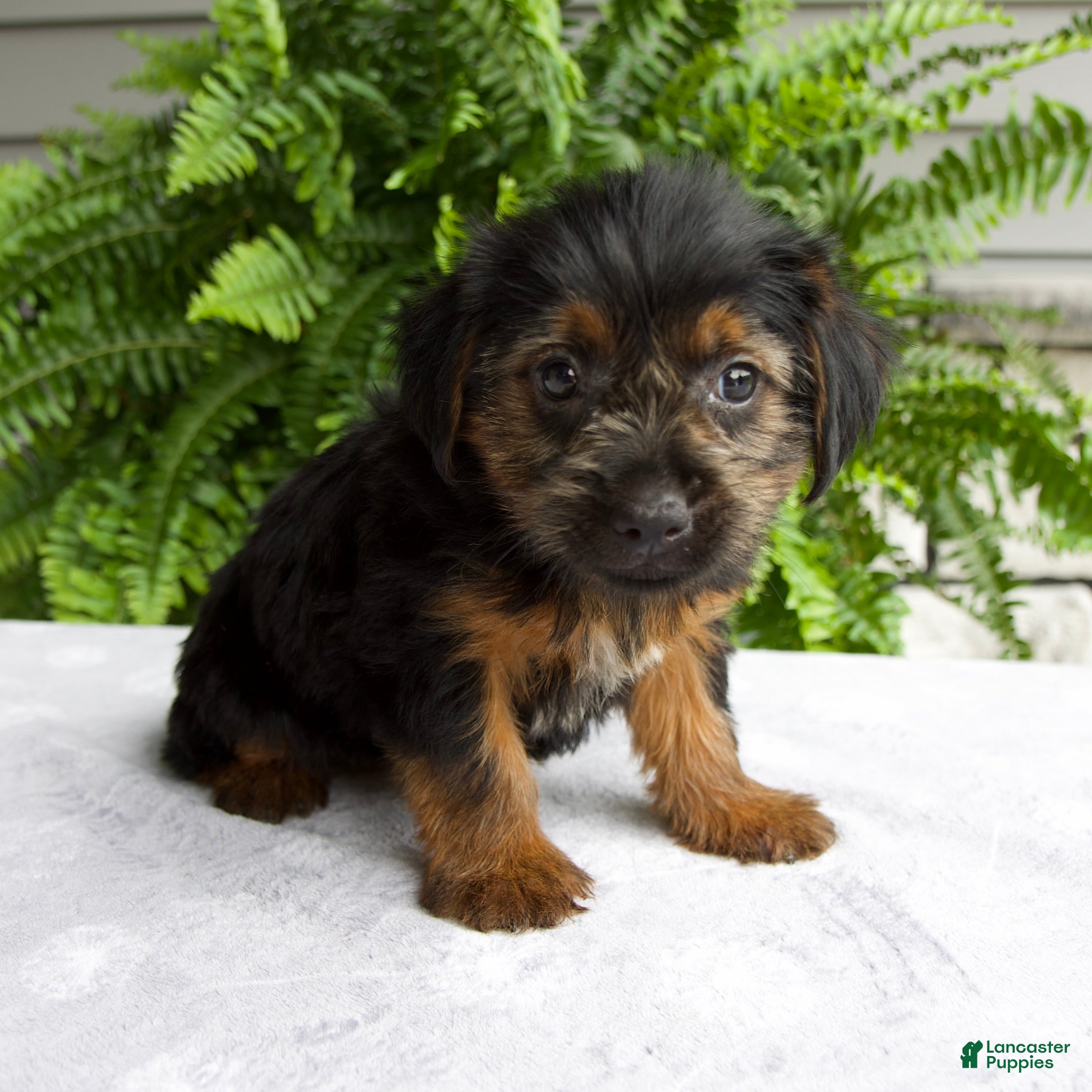 Yorkshire Terrier dogs Corey - Ad 1