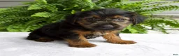 Yorkshire Terrier dogs for sale: Corey - Ad 1