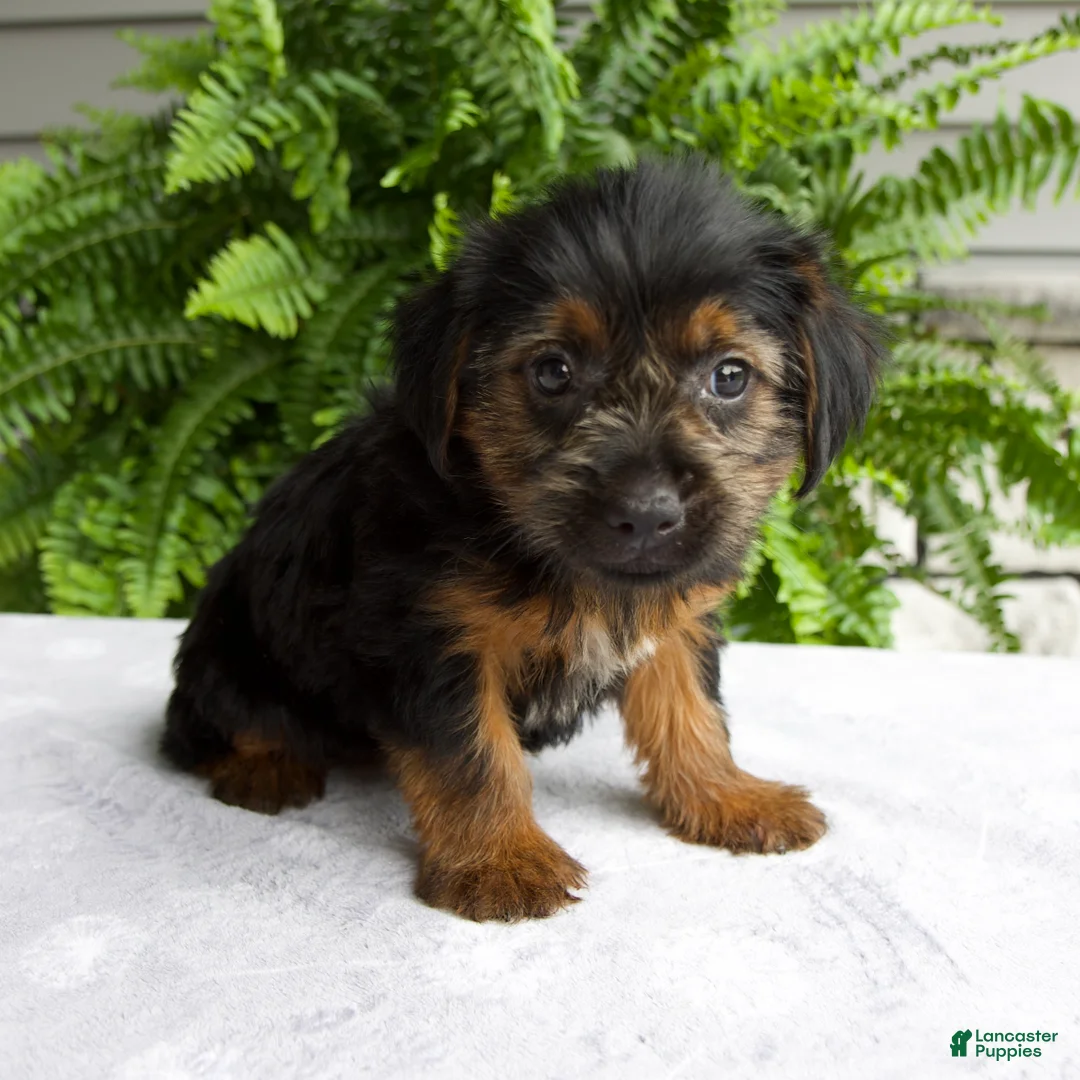 Yorkshire Terrier dogs for sale: Corey - Ad 1