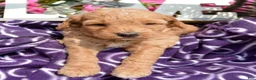 Mini Goldendoodle dogs for sale: Daisy Mini Goldendoodle 4 - Ad 5