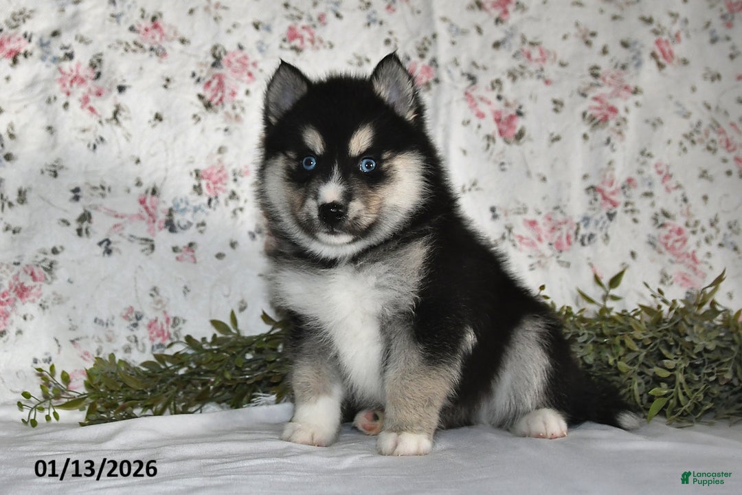 Pomsky dogs for sale: Karl - Ad 4