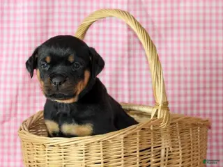 Rottweiler dogs Rubble - Ad 1