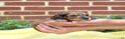 Miniature Dachshund dogs for sale: Forest - Ad 2