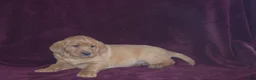 Labrador Retriever dogs for sale: Labrador Retriever Puppy 4 - Ad 4