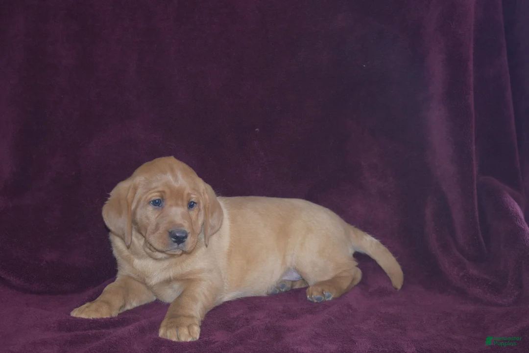 Labrador Retriever dogs for sale: Labrador Retriever Puppy 4 - Ad 4