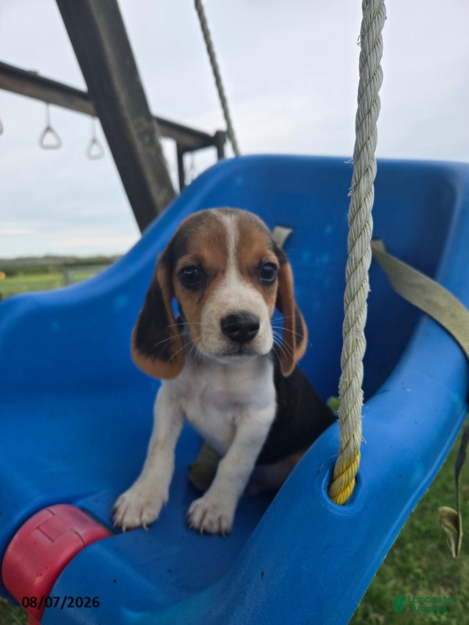 Beagle dogs Polo - Ad 1