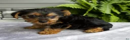 Yorkshire Terrier dogs for sale: Kona - Ad 5