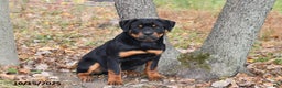 Rottweiler dogs for sale: Rain - Ad 4