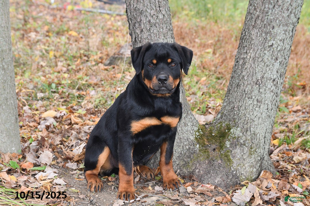 Rottweiler dogs for sale: Rain - Ad 4