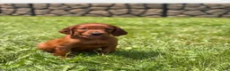 Irish Setter dogs for sale: Light Blue Collar  - Ad 1
