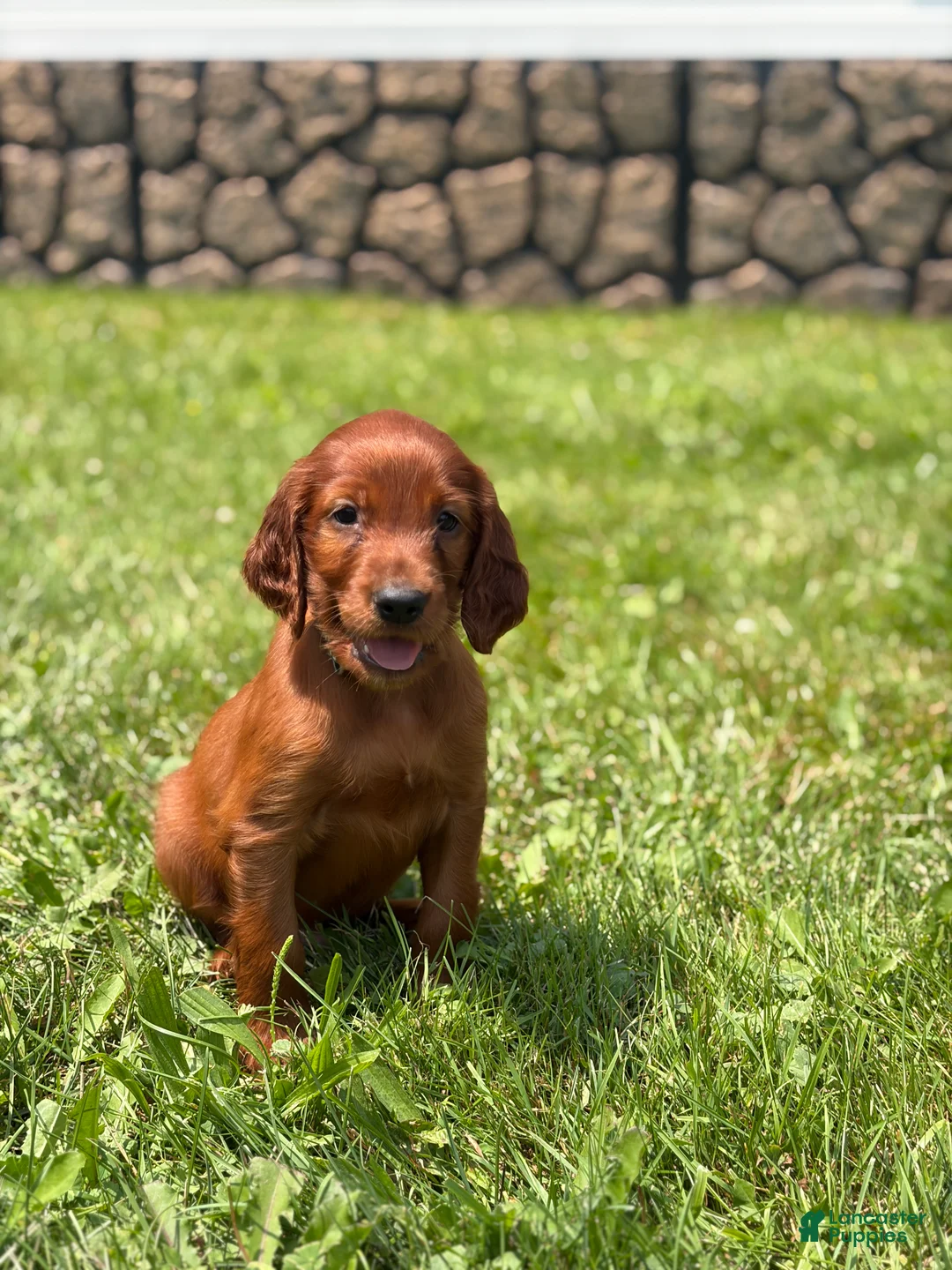 Irish Setter dogs for sale: Light Blue Collar  - Ad 1