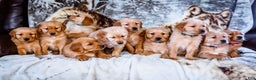 Golden Retriever dogs for sale: Elana - Ad 15