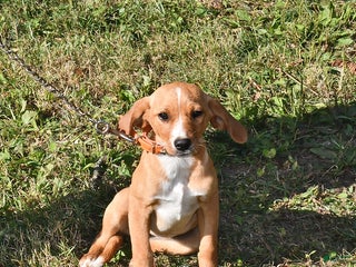 Mixed Breed dogs - Ad 39