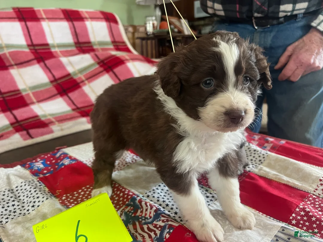 Mini Aussiedoodle dogs for sale: Scarlet Mini Aussiedoodle Puppy 6 - Ad 4