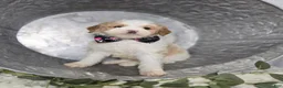 Mini Sheepadoodle dogs for sale: Mindy - Ad 2