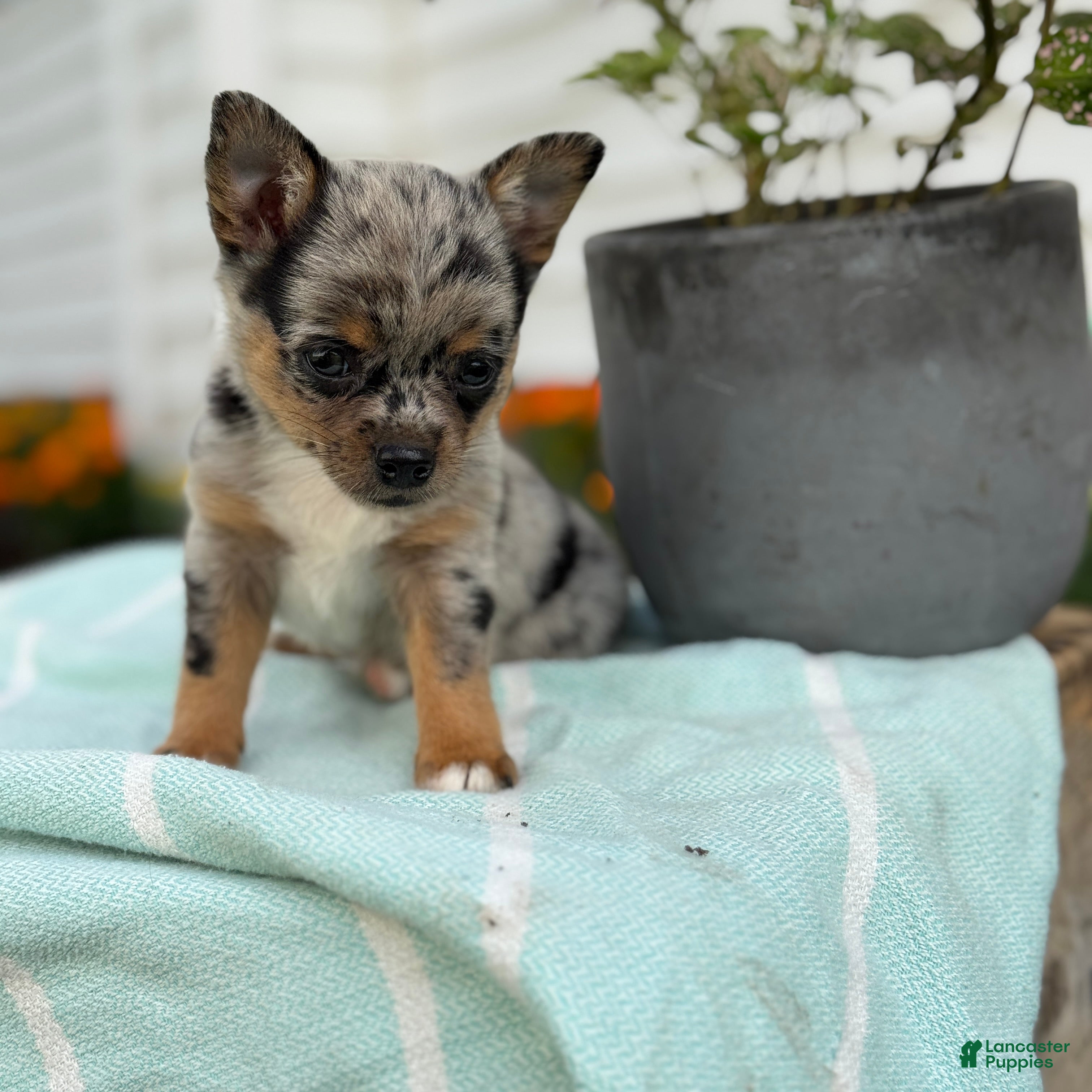 Chihuahua dogs for sale: Koda - Ad 1
