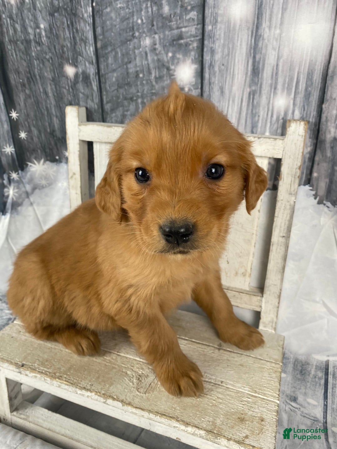 Golden Retriever dogs for sale: Betty - Ad 6