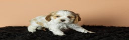 Cocker Spaniel dogs for sale: Cleo - Ad 4