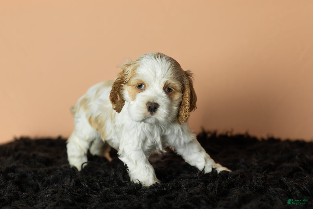 Cocker Spaniel dogs for sale: Cleo - Ad 4