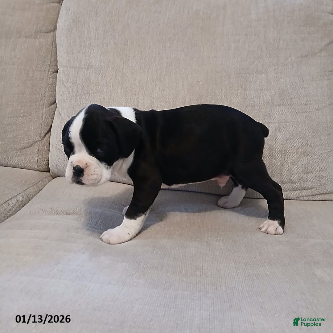 Boxer dogs for sale: Lightening - Ad 3