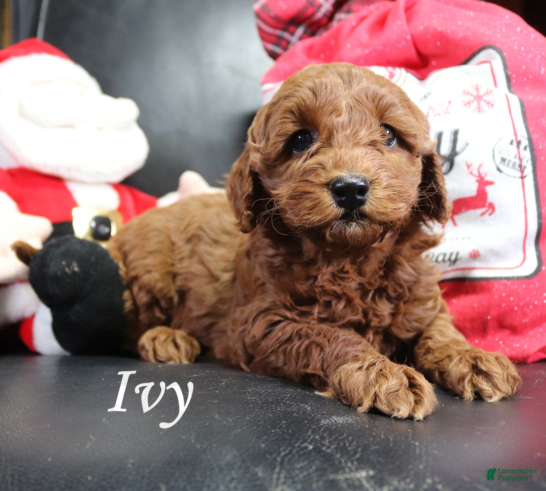 Mini Goldendoodle dogs for sale: Ivy - Ad 3