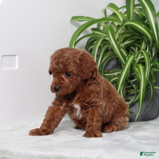 Miniature Poodle dogs Zippy - Ad 2
