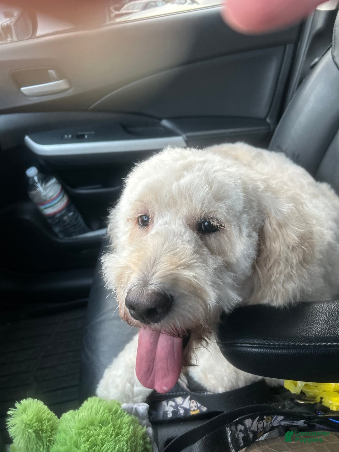 Goldendoodle dogs for sale: Goldendoodle Puppy 1 - Ad 6