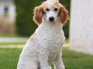 Standard Poodle dogs Rogan - Ad 21