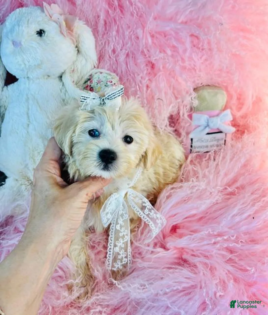 Maltipoo dogs for sale: Maltipoo 1 - Ad 2