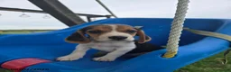 Beagle dogs for sale: Porter - Ad 1