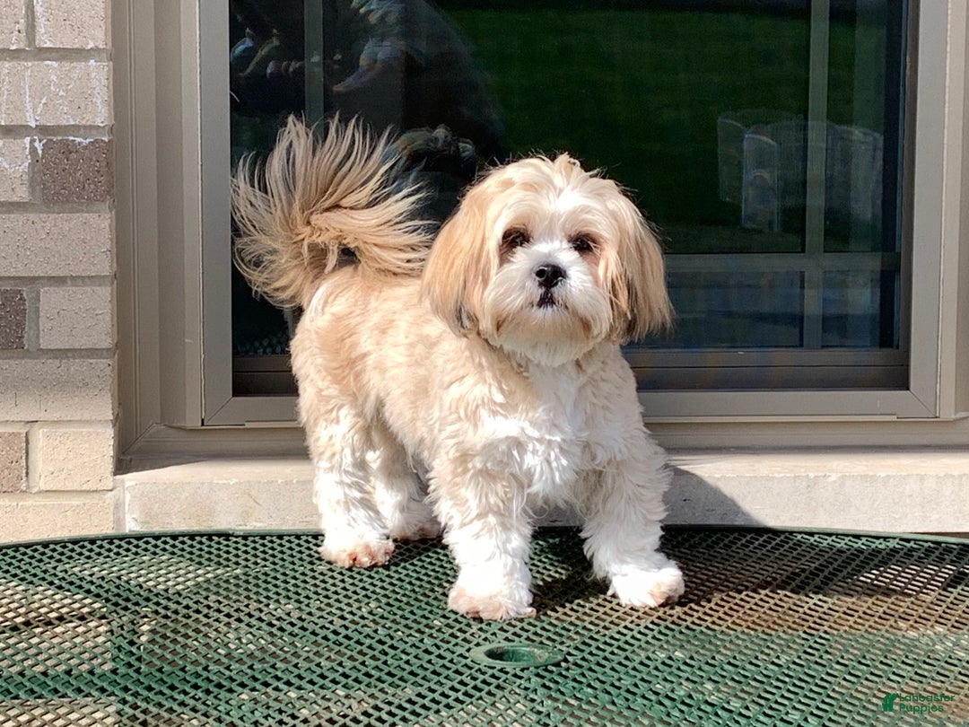 Lhasa Apso dogs for sale: Laura - Ad 10