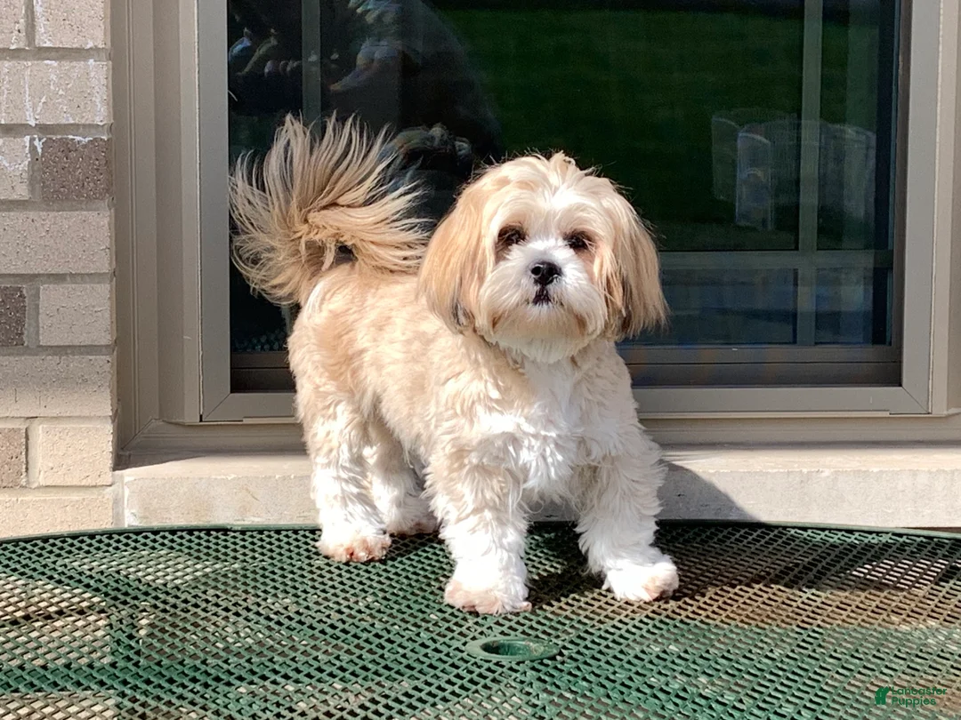 Lhasa Apso dogs for sale: Laura - Ad 10