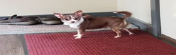 Chihuahua dogs for sale: Jamie - Ad 7