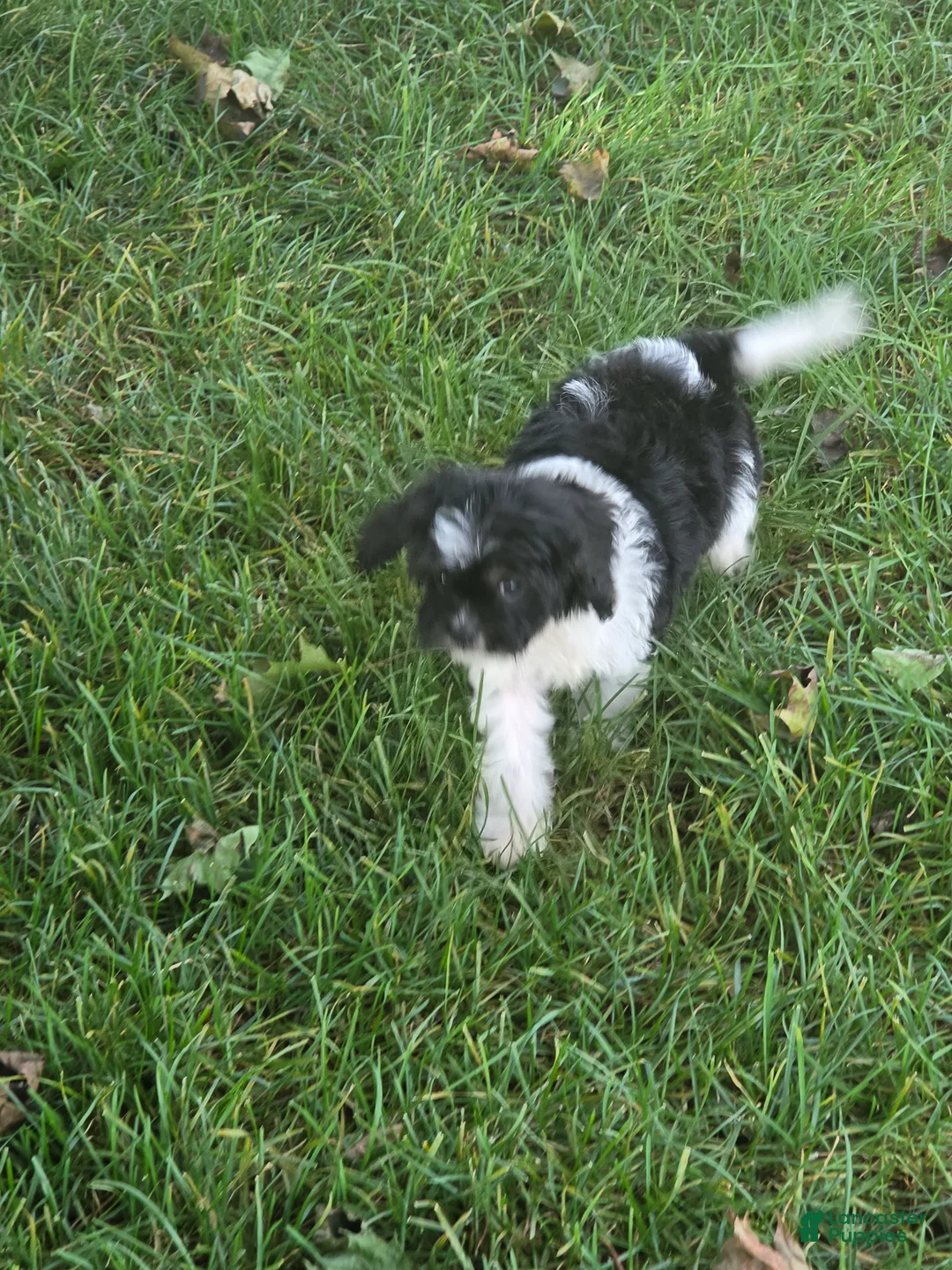 Cavapoo dogs for sale: Scout - Ad 2