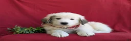 Mixed Breed dogs for sale: Morrison - Ad 6