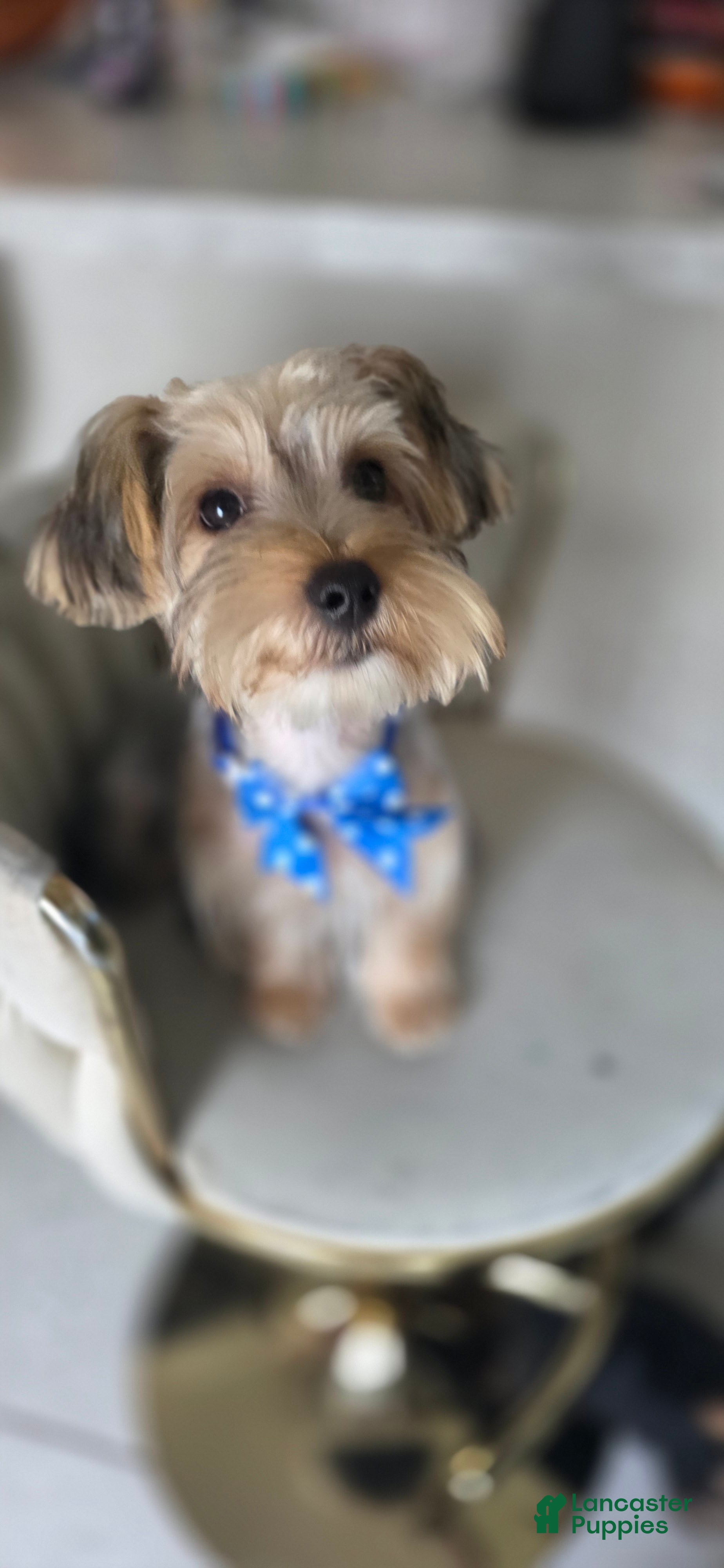 Yorkshire Terrier dogs Pauly - Ad 1