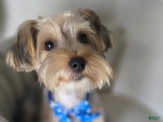 Yorkshire Terrier dogs Pauly - Ad 1