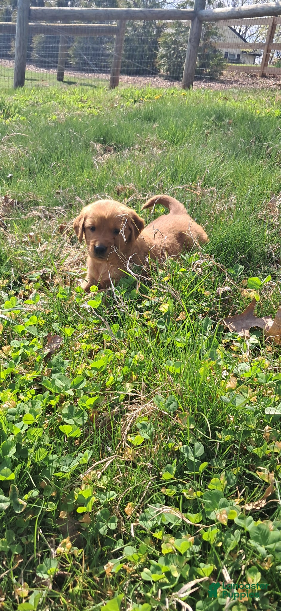 Golden Retriever dogs Yoshi - Ad 9