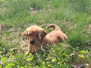 Golden Retriever dogs Yoshi - Ad 9