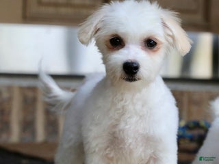 Teddy Bear dogs - Ad 6