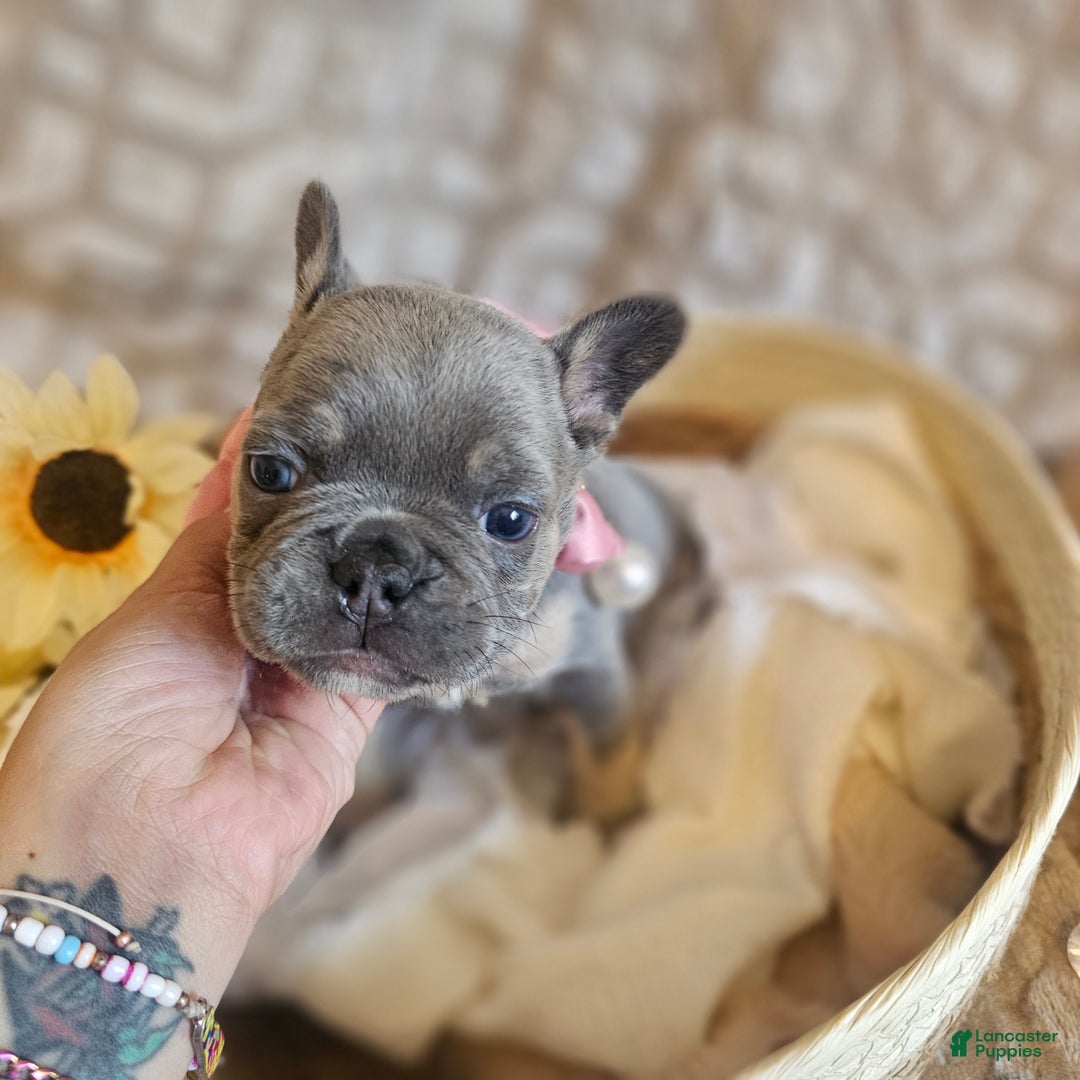 French Bulldog dogs for sale: Velour AKC Fluffy Carrier  - Ad 4
