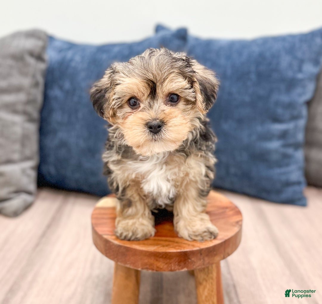 Yorkiepoo dogs for sale: Dexter - Ad 1