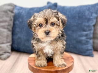 Yorkiepoo dogs Dexter - Ad 21