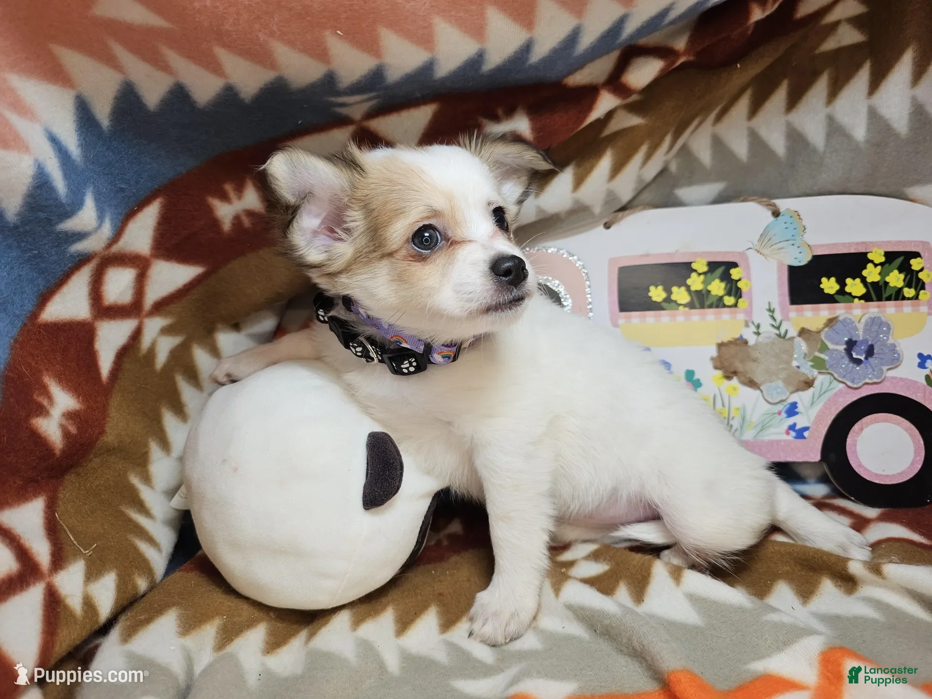 Chihuahua dogs  Rachelle (semi-long coat) - Ad 32