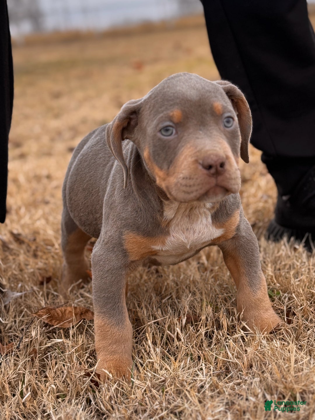 American Bully dogs for sale: Donny - Ad 2