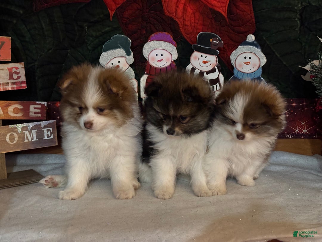 Pomeranian dogs for sale: Jasper - Ad 9